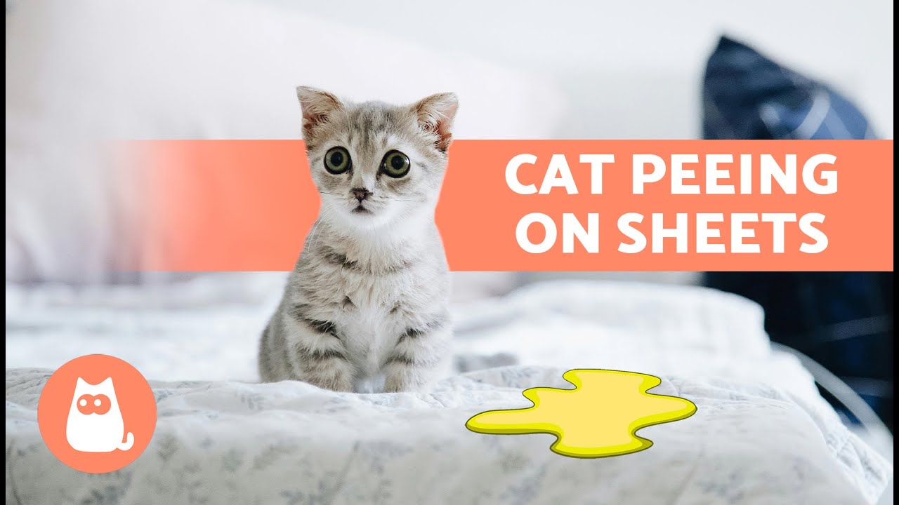 why do cats urinate on beds